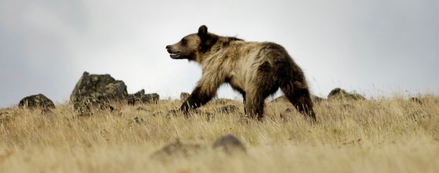 Wildlife